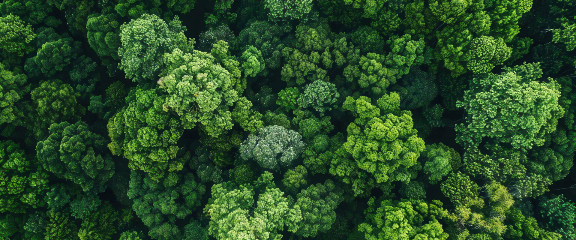 bird eye view of a forest